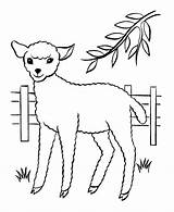 Owce Kolorowanki Ovelhinhas Buku Mewarna Paskah Pobrania Druku Lambs Coloringpages101 Iklan sketch template