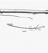 Afbeeldingsresultaten voor "leptostomias Gladiator". Grootte: 169 x 185. Bron: www.fishbiosystem.ru