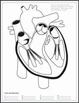 Cardiovascular Circulatory Christianhomeschoolhub Spruz sketch template