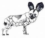 Drawings Hunting Dogs African Dog Analog sketch template