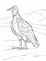 Gieren Geiern Malvorlage Kleurplaten Gallinazo Facil Vulture Lusso Avvoltoio Stimmen Stemmen sketch template