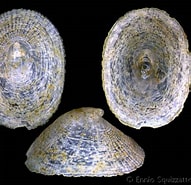 Afbeeldingsresultaten voor "propilidium Exiguum". Grootte: 191 x 185. Bron: www.gastropods.com