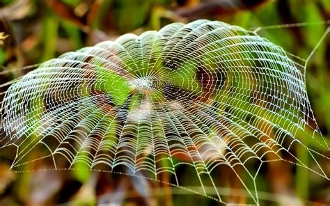 spiders web wallpaper westami