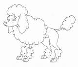 Poodle Coloring Pages Toy Printable Labradoodle French Getcolorings Standard Getdrawings Template Colorings sketch template