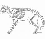 Skeleton Cat Line Drawing Anatomy Feline Veterinary Getdrawings sketch template
