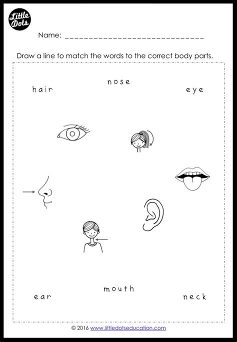 body parts worksheet  nursery preschool body parts vector images