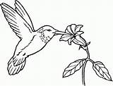 Hummingbird Nectar Pollinator Hummingbirds Humming Provide Fullsize Designlooter Kidsplaycolor sketch template