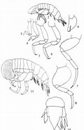 Afbeeldingsresultaten voor "simorhynchotus Antennarius". Grootte: 120 x 185. Bron: www.odb.ntu.edu.tw