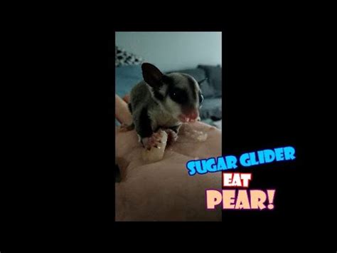 sugar glider makan pear ll sugar glider eat pear  cute  youtube