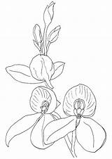 Orchid Coloring Pages Orchids Printable Books Comments Categories Similar sketch template