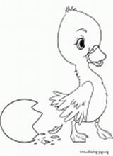 Duckling Coloring Duck Colouring Pages Seems Born Awesome Fun Look Beautiful Just Has sketch template