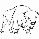 Bison Outline Coloring Drawing Pages Color Skull Clipart Getdrawings Print sketch template