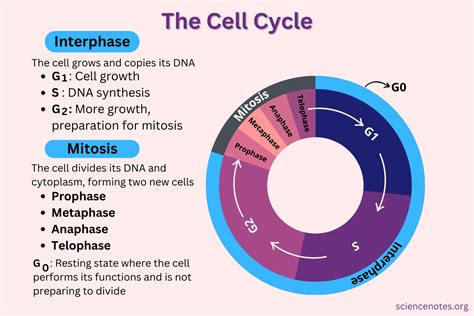 cell cycle phases  checkpoints