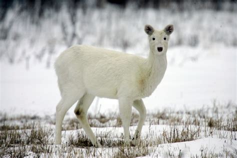 army sites  owner plans  preserve rare white deer herd