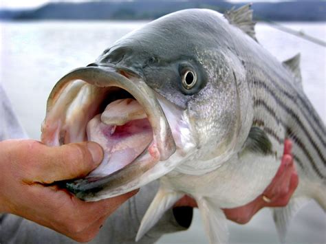 Striped Bass Facts And Information Guide American Oceans