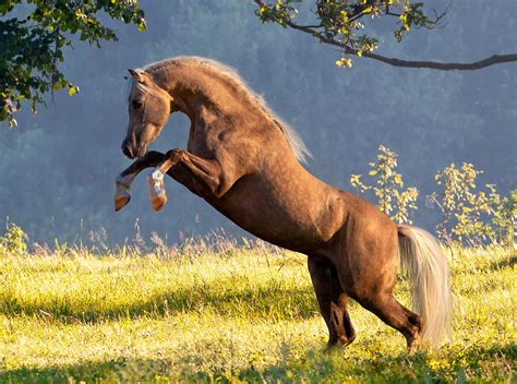 horse breed welsh pony