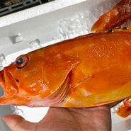 派手な魚 に対する画像結果.サイズ: 185 x 185。ソース: sakana-shiireya.com