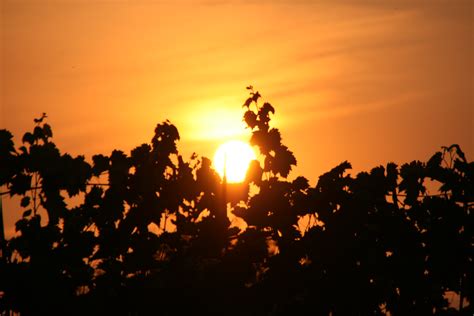 sunset  grape vine vavva flickr