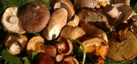 edible august fungi galloway wild foods