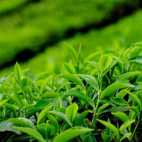 nursery plants tea tea seedlings tea plant