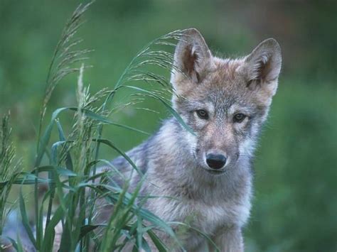 wolf pictures gray wolf pup