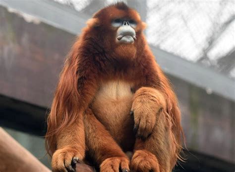 golden snub nosed monkeys meet public  chongqing zoo ichongqing