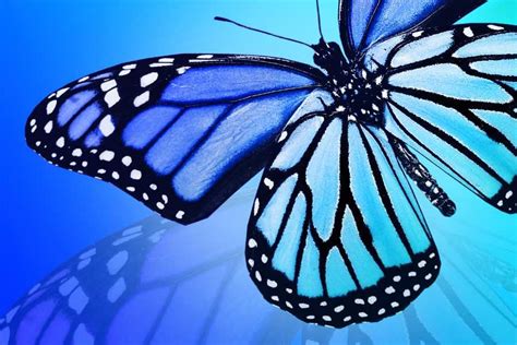 blue monarch butterfly spiritual meaning khepera wellness