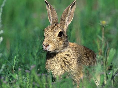 curiosidades  fotos de animales conejo