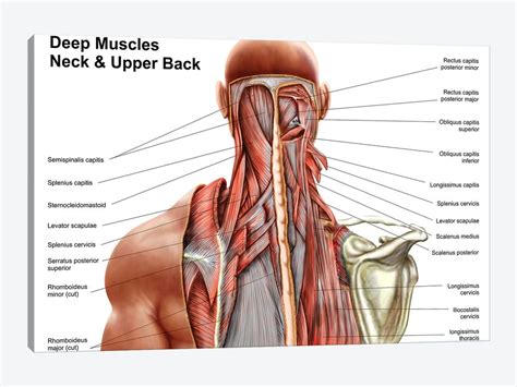 Human Anatomy Showing Deep Muscles In Canvas Art Stocktrek Images