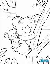 Koala Ausmalbild Koalas Jungle Hellokids Australie Ausmalen Mama Coala Tekenen Raskrasil Kinderbilder Yodibujo Visiter Ganzes Línea sketch template
