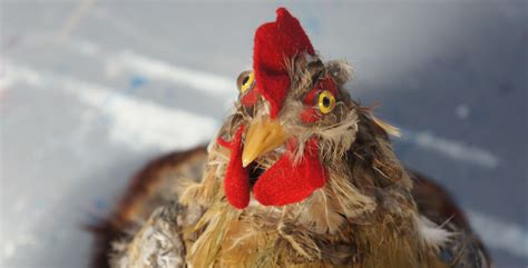 happy egg  remote control chicken  hidden camera plunge creations
