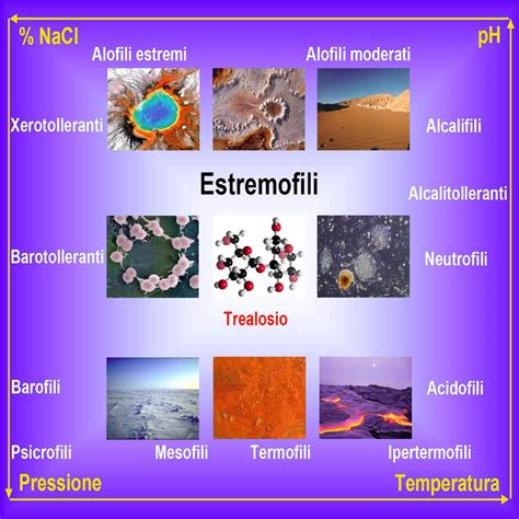 sguardi nel logos vita  condizioni estreme batteri estremofili