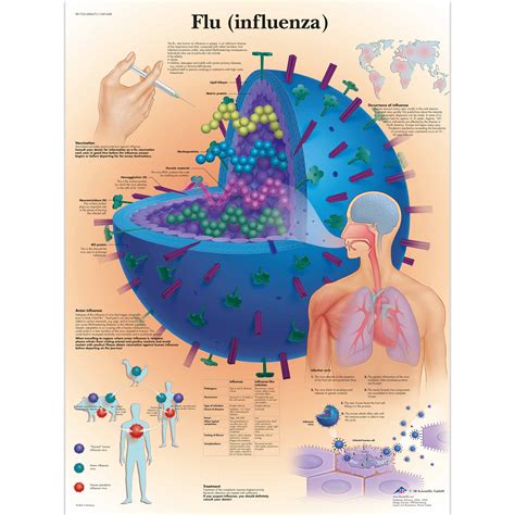 biology charts  posters biology charts flu poster influenza