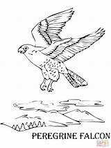 Falcon Peregrine Flying Scrappers Practical Getcolorings sketch template