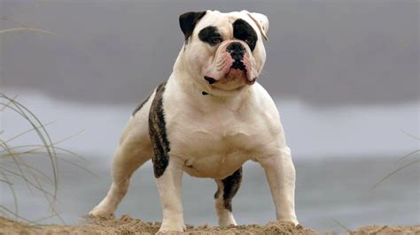 johnson american bulldog breed