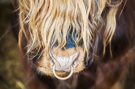 close    long haired bull   nose ring stock image