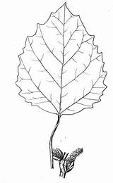 Aspen Leaf Coloring Categories sketch template