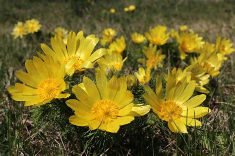 yellow adonis flower  garden  spring stock image image  lush fresh