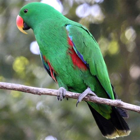 images  eclectus parrot  pinterest parrot facts