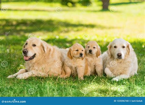 golden retriever brood stock photo image  child face