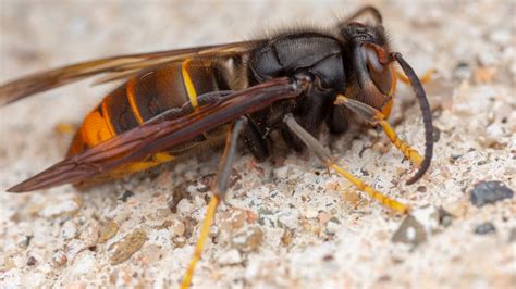aziatische hoornaar op  plaatsen  nederland gezien wees extra alert rtl nieuws