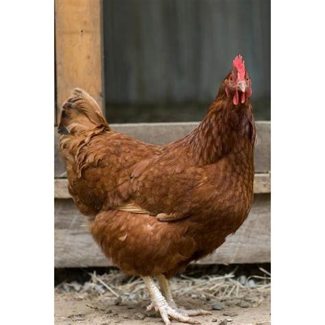 cackle hatchery red sex link chicken pullet female 109f blain s