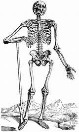 Coloring Squelette Skelett Ausdrucken Humain Anatomy Kinderbilder Skeletal Ganzes André sketch template