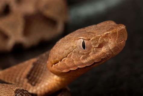venomous copperhead snake bites  year   south carolina front yard  couldnt stop