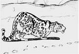 Coloring Leopard Snow Pages Comments Popular Coloringhome sketch template