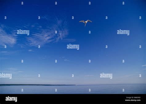 bird flying  sea stock photo alamy