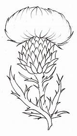 Thistle Flower Drawing Tattoo Scottish Coloring Metacharis Pages Simple Scotland Deviantart National Sketch Flowers Scotch Thistles Plant Line Template Blue sketch template
