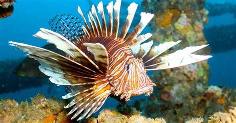 sustainable lionfish  offered  pittsford wegmans