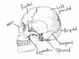 Coloring Anatomy Pages Skull System Skeletal Human Skeleton Muscular Drawing Bones Bone Printable Diagram Head Getdrawings Getcolorings Awesome Rocks Thingkid sketch template