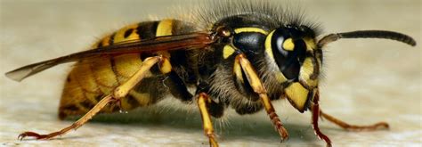 bijen hommels wespen en hoornaars kad
